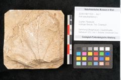 Foto (Objekt + Etikett) von Acer pseudoplatanus L. (NHMW-GEO-2024-0188-11620)